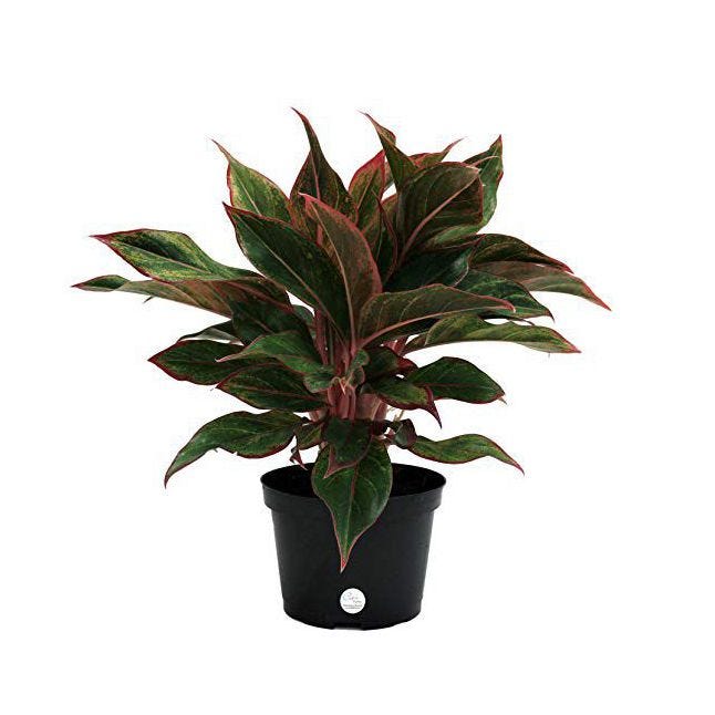 Aglaonema Red Chinese Evergreen Live Indoor Plant