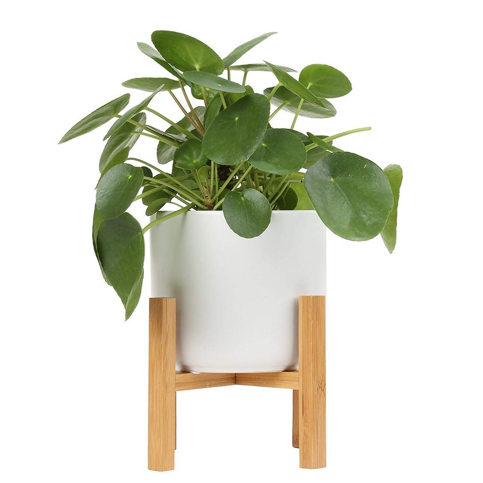 Chinese Money Plant