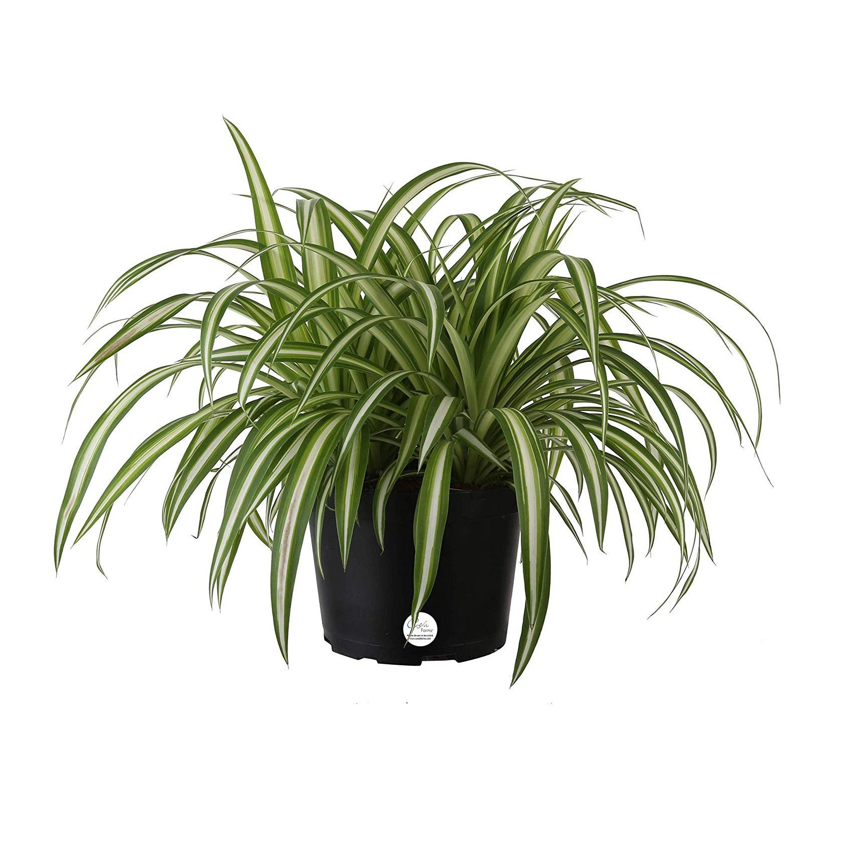 1563217856-costa-plants-spider-plant-1563217836.jpg