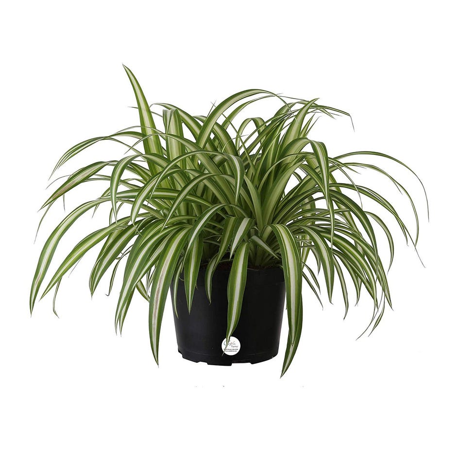 Chlorophytum Comosum Spider Plant