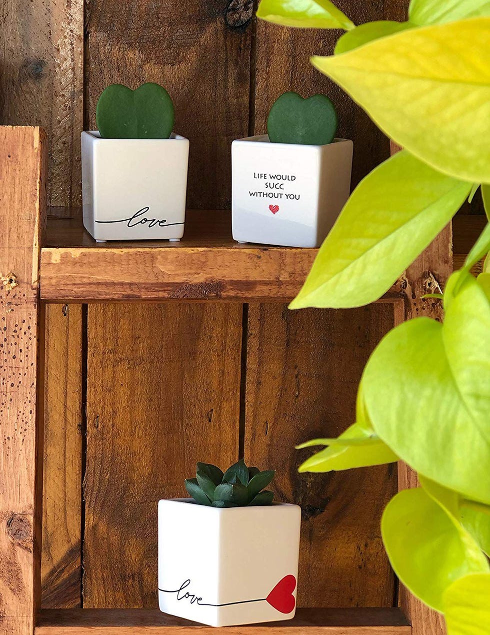 Live Mini Succulent