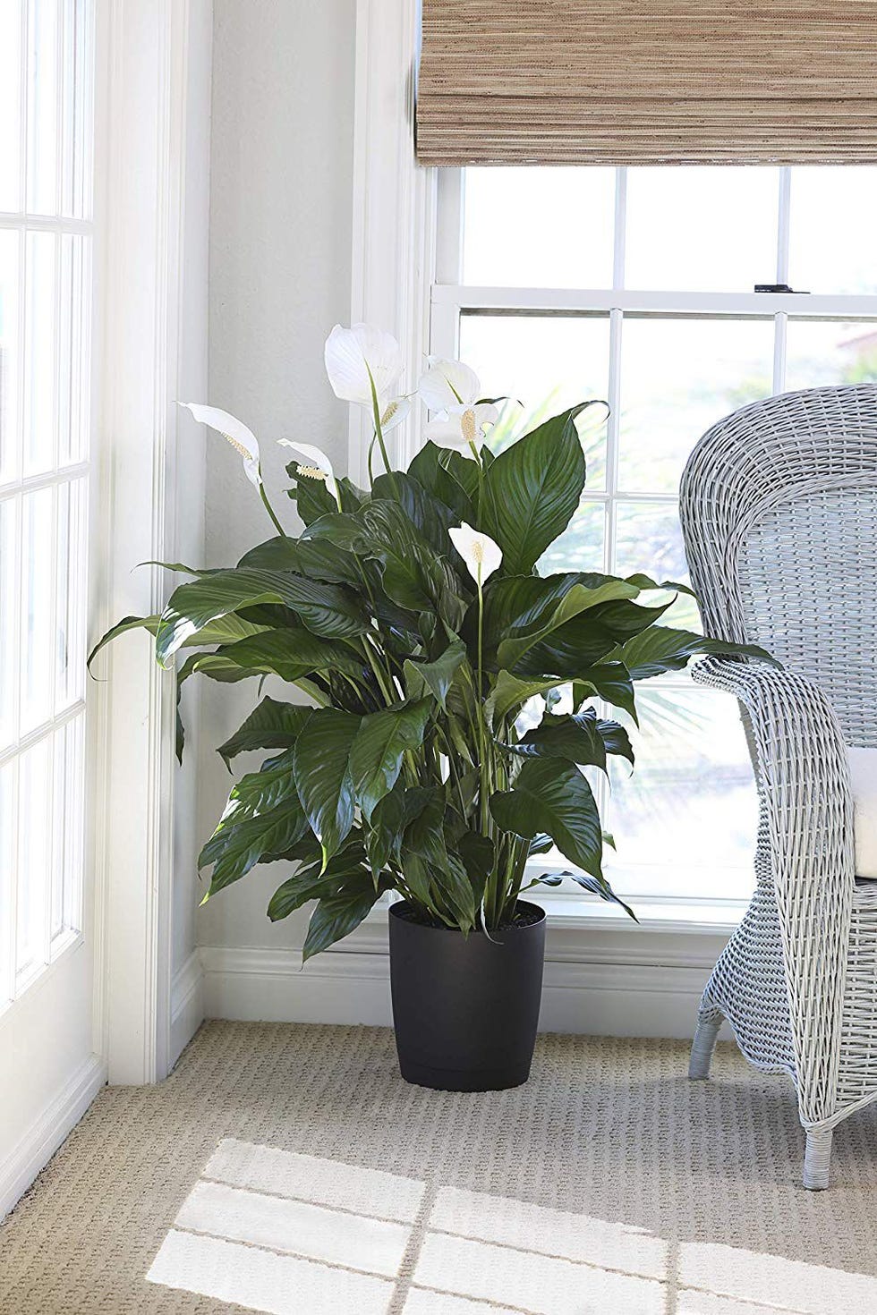 Peace Lily