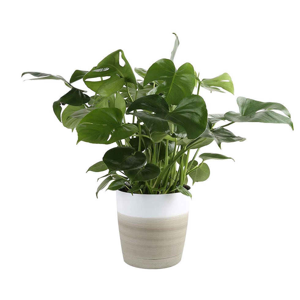 Swiss Cheese Monstera
