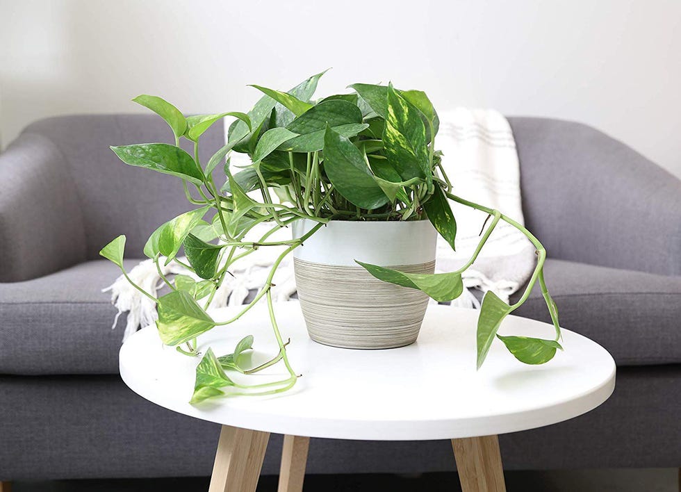 Devil's Ivy Golden Pothos