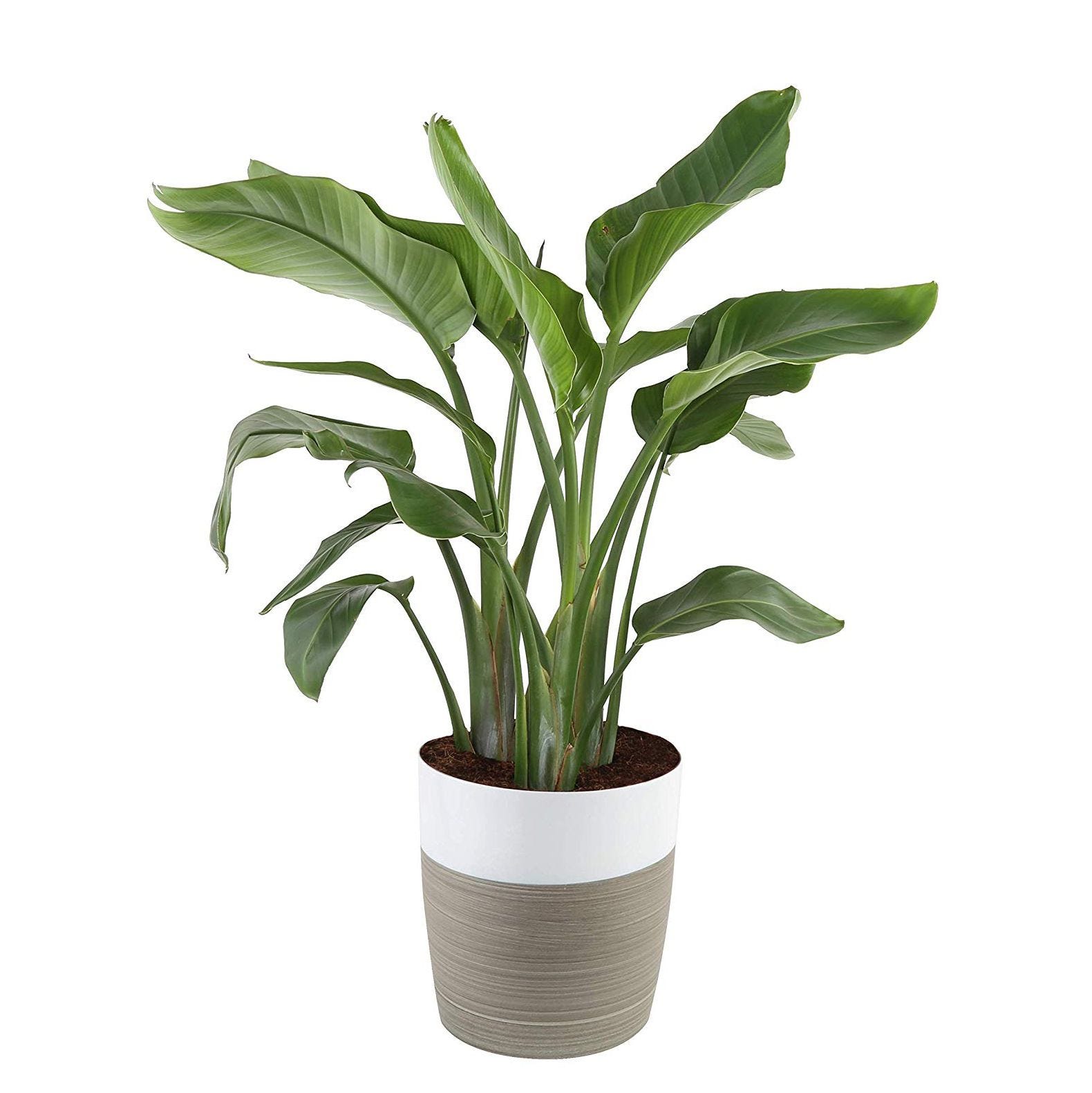 12 Best Amazon Plants to Buy, Including Live Indoor Plants and Trendy ...