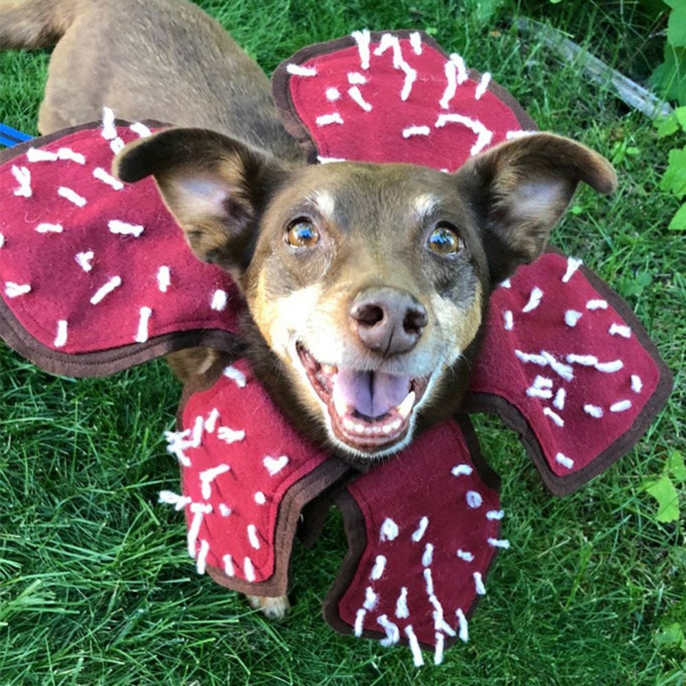 demogorgon dog toy