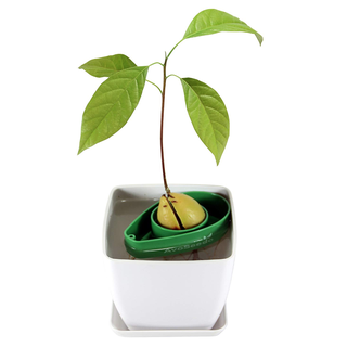 Avocado Tree Kit