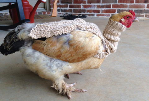 Etsy Sells Chunky Turtleneck Sweaters For Chickens