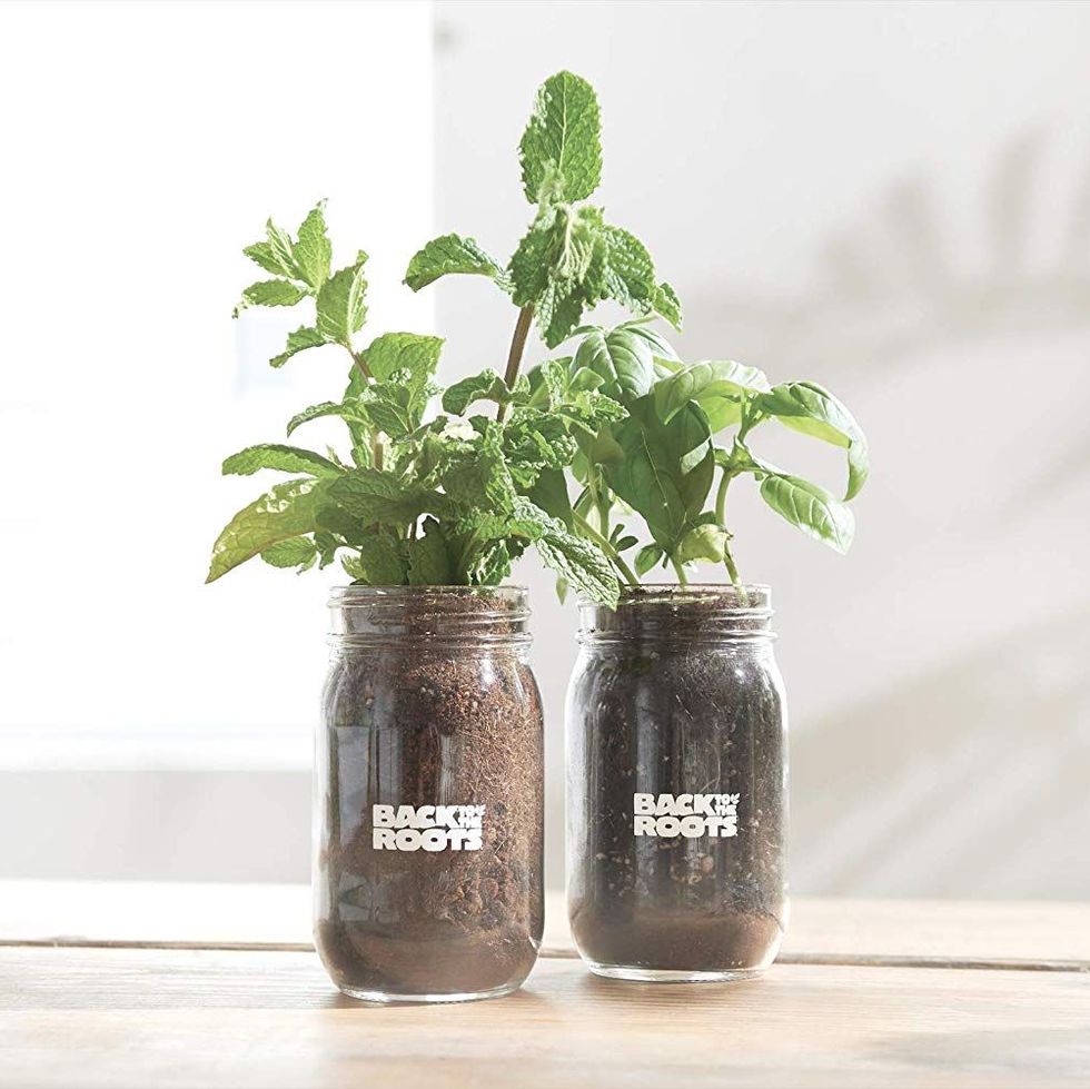 Indoor Jar Herb Garden Kit