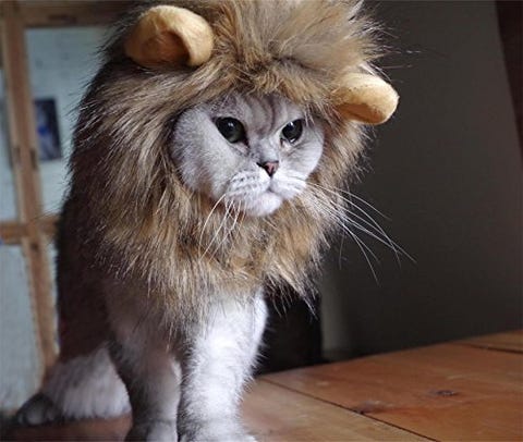 Pet Cat Halloween Costumes - Cute Ideas for Cat Costumes