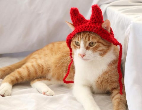 Pet Cat Halloween Costumes - Cute Ideas for Cat Costumes