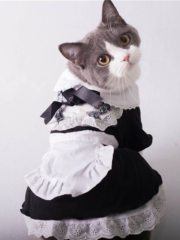 Котенок в платье