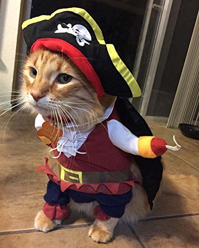 Costume clearance for cat