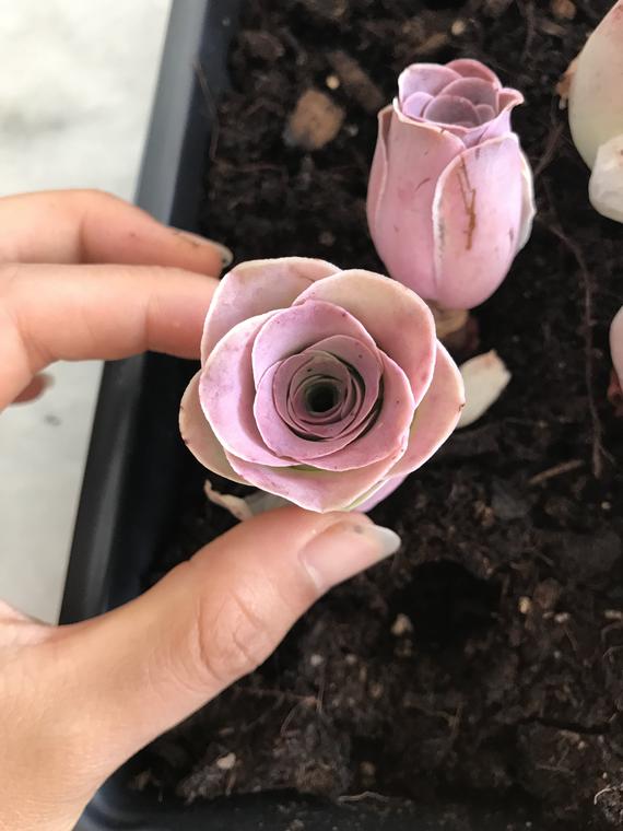 Aeonium Aurea ex El Hierro 'Pink Mountain Rose' Greenovia Succulent
