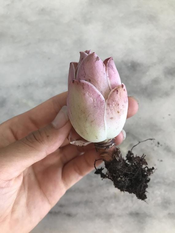 'Pink Mountain Rose' Greenovia Succulent