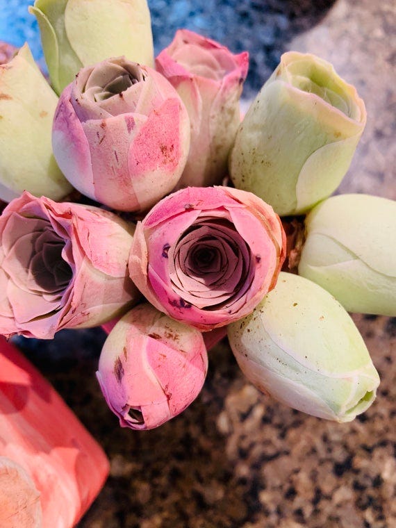 'Pink Mountain Rose' Greenovia Succulent