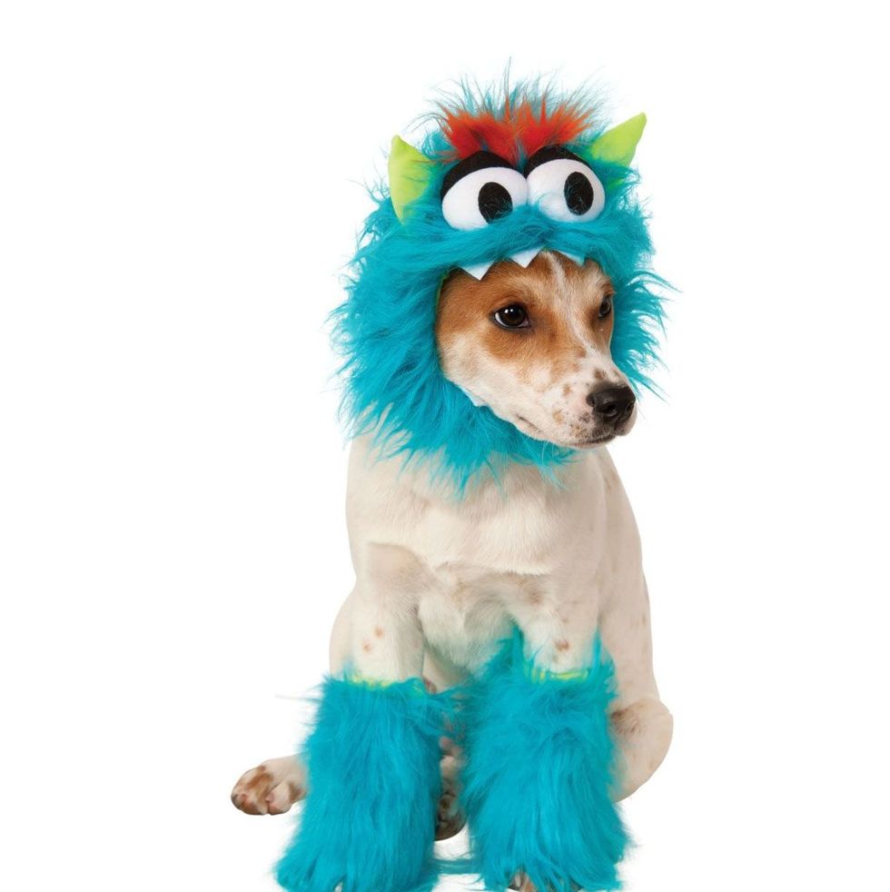 Cute Dog Halloween 1st Concept