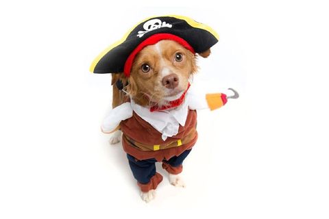 30 Best Dog Costumes For Halloween 2019 Dog Costume Ideas
