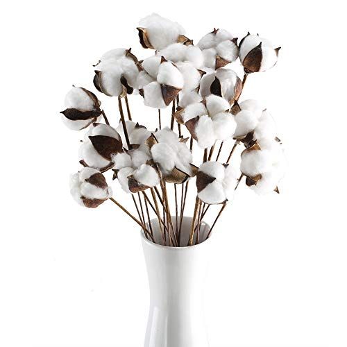 Natural Dried Cotton Stems