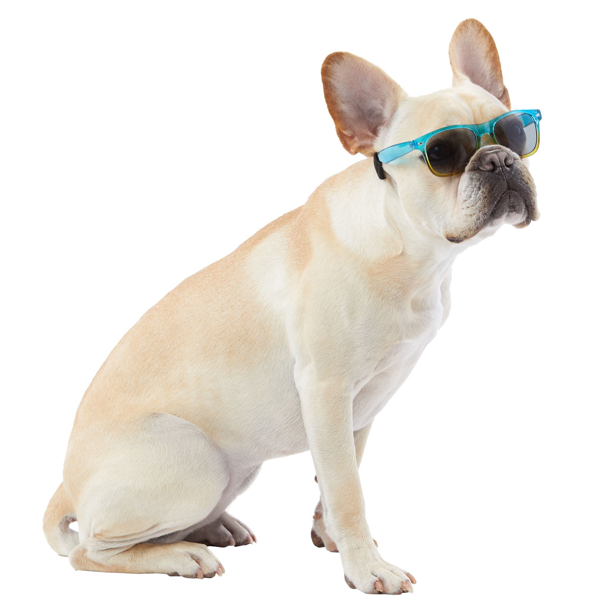 Ombre Pet Sunglasses