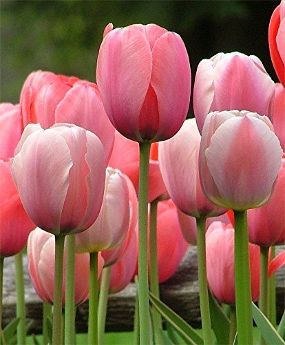 20 Tulip Bulbs