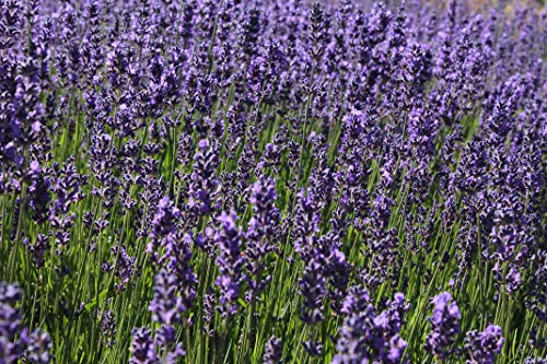  Findlavender Lebende Lavendelpflanze in einem 4-Zoll-Topf