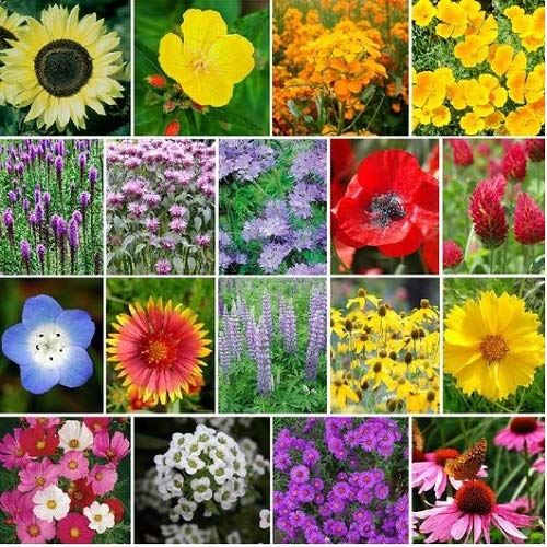 David'S Garden Seeds The Bees Knees Pollinator Mix