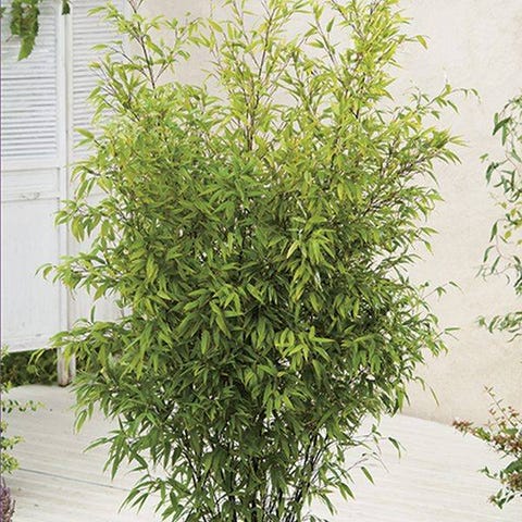 4ft Black Bamboo | 10L Pot | Phyllostachys nigra