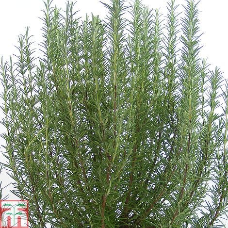 Rosemary 'Miss Jessop's Upright'