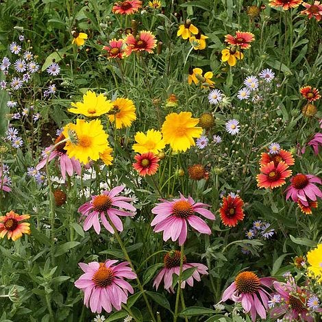 When To Sow Wildflower Seeds - Creating A Wildflower Garden