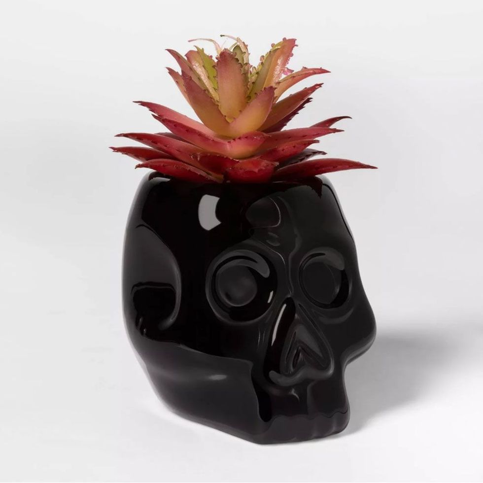 Black Skull Halloween Succulent