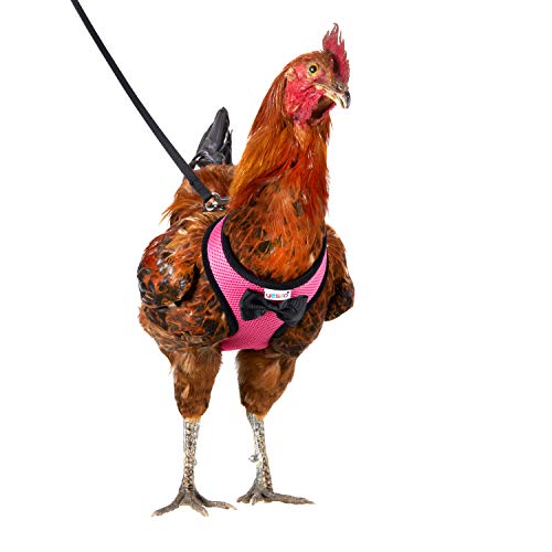 Chicken Harness and Leash