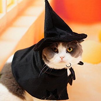 40 Best Halloween Costumes For Cats 2023 — Best Cat Costumes