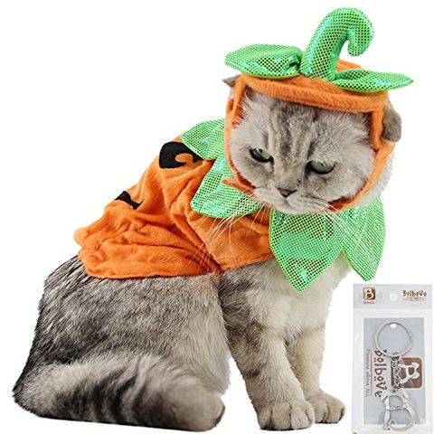 36 Best Halloween Costumes For Cats 2022 — Best Cat Costumes