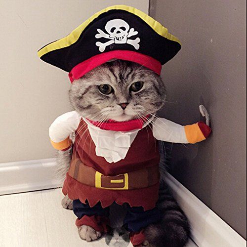 cats with outfits