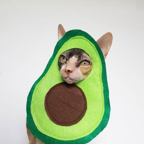 17 Best Halloween Costumes For Cats 2020 Best Cat Costumes
