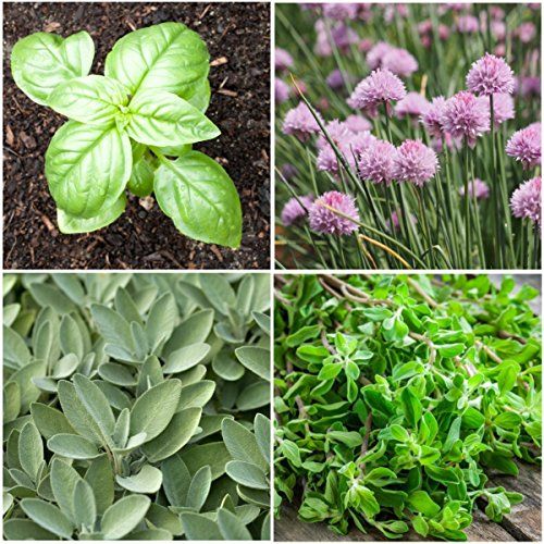 Non-GMO Culinary Herb Seed Collection, 12 Individual Seed Packets Incl. 4,000+ Seeds Collectively (Sage, Basil, Chives, Cilantro, Rosemary, Dill, Marjoram, Oregano & More!) Seeds by Seed Needs