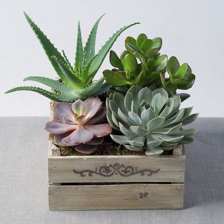 Small crate holding a collection of succulent plants