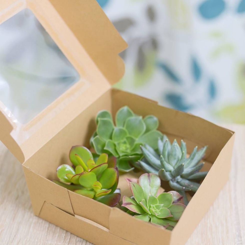 Succulent gift box