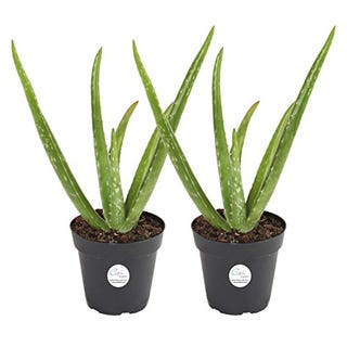 Costa Farms Aloe Vera 2-Pack (12 to 14 inches each) 