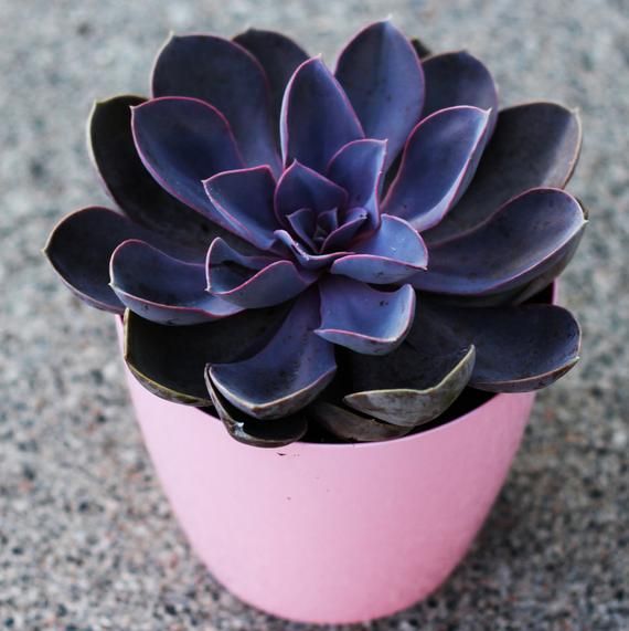 Echeveria purple rosette