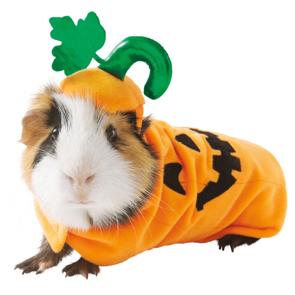 PetSmart's Guinea Pig Halloween Costumes 2019