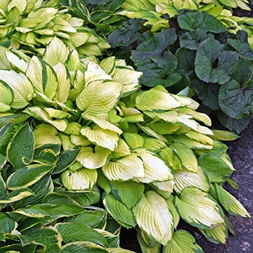 What to Know About Hostas - Planting, Watering and Snail-Proofing Hostas