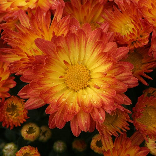 Stacy Dazzling Orange 