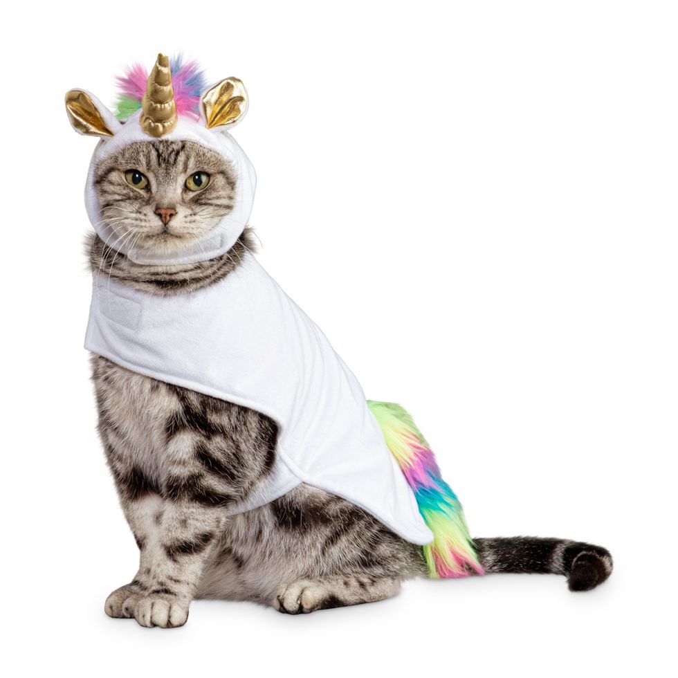 Petco Has Officially Launched Their 2019 Pet Halloween Costumes