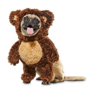 Teddy Bear Dog Costume