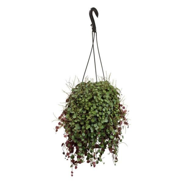 Altman Plants 6 in. Hanging Basket