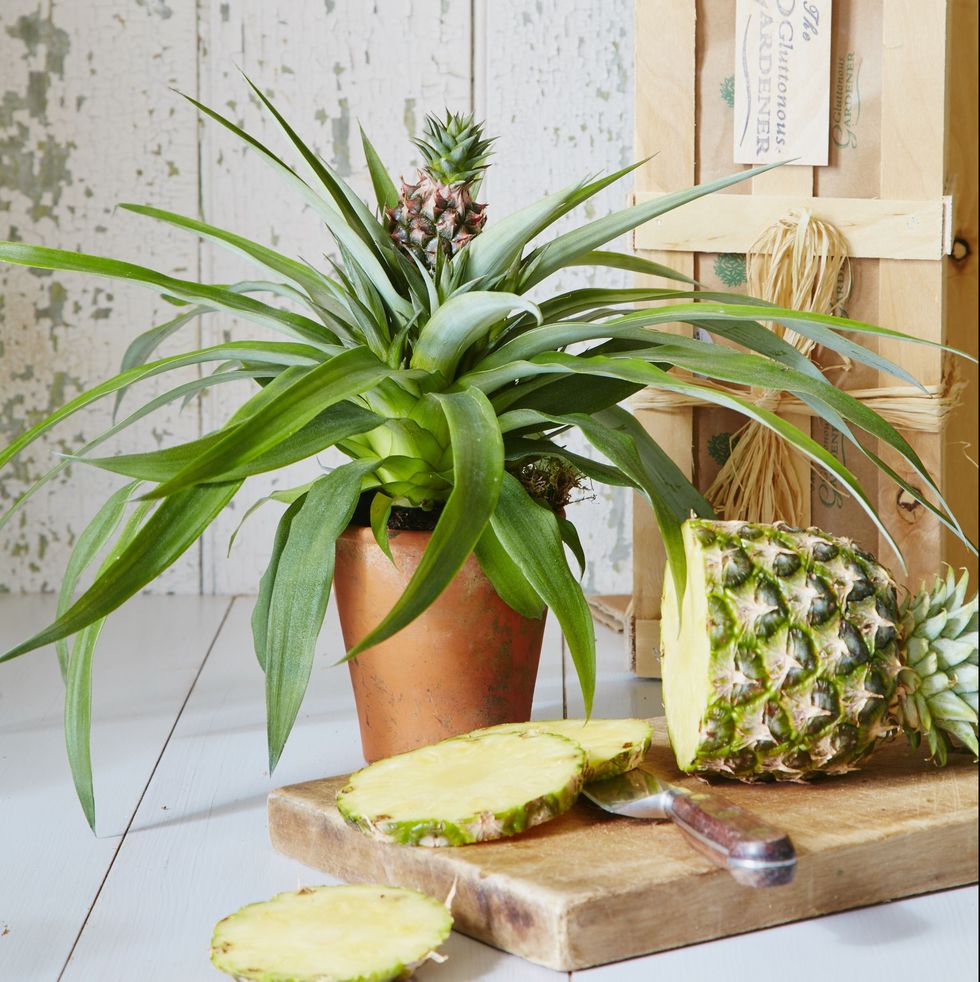 Exotic Indoor Pineapple Plant