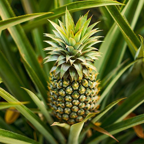 Ananas Comosus Pineapple Live Plants Kona Sugarloaf Pineapple Starter Plant 3 Tall Pineapple Plant Live For Planting