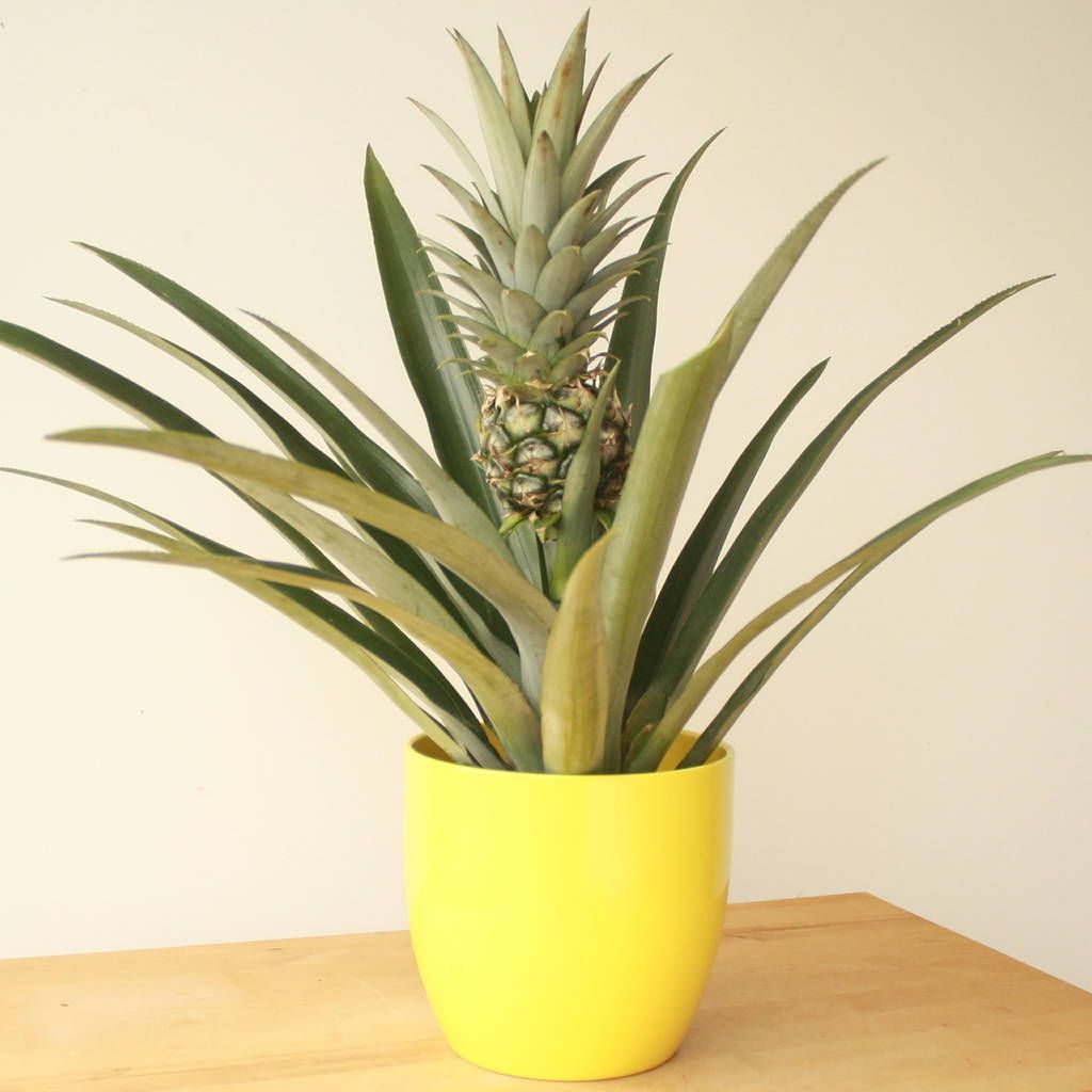 Pineapple Bromeliad or Ananas comosus